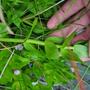 Gratiola peruviana at QPRC LGA - suppressed