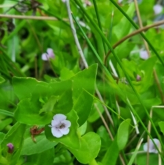 Gratiola peruviana at QPRC LGA - suppressed