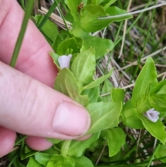 Gratiola peruviana at QPRC LGA - 11 Nov 2023