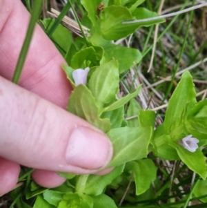 Gratiola peruviana at QPRC LGA - suppressed