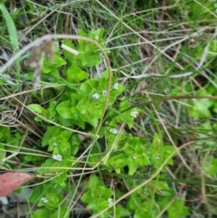 Gratiola peruviana at QPRC LGA - 11 Nov 2023