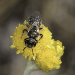 Lasioglossum (Chilalictus) cognatum (sweat bee) at Blue Devil Grassland, Umbagong Park (BDG) - 10 Nov 2023 by kasiaaus
