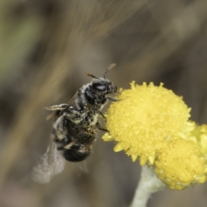 Lasioglossum (Chilalictus) cognatum at Latham, ACT - 10 Nov 2023