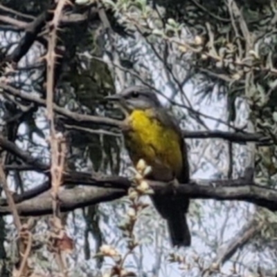 Eopsaltria australis (Eastern Yellow Robin) at Bungendore, NSW - 12 Nov 2023 by clarehoneydove