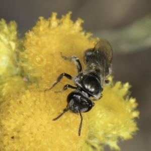 Lasioglossum (Chilalictus) sp. (genus & subgenus) at Latham, ACT - 10 Nov 2023