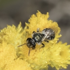 Lasioglossum (Chilalictus) sp. (genus & subgenus) at Latham, ACT - 10 Nov 2023