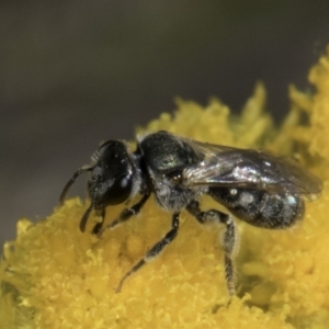 Lasioglossum (Chilalictus) sp. (genus & subgenus) at Latham, ACT - 10 Nov 2023