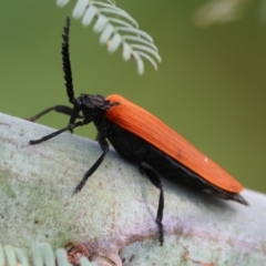 Porrostoma rhipidium (Long-nosed Lycid (Net-winged) beetle) at Wodonga, VIC - 11 Nov 2023 by KylieWaldon