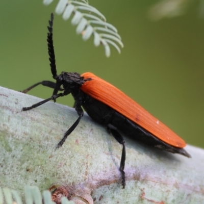 Porrostoma rhipidium (Long-nosed Lycid (Net-winged) beetle) at Willow Park - 12 Nov 2023 by KylieWaldon