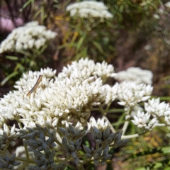 Mantodea (order) (Unidentified praying mantis) at Watson Woodlands - 10 Nov 2023 by abread111