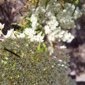 Mantodea (order) at Justice Robert Hope Reserve (JRH) - 10 Nov 2023 12:23 PM