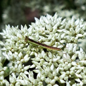 Mantodea (order) at Justice Robert Hope Reserve (JRH) - 10 Nov 2023 12:23 PM