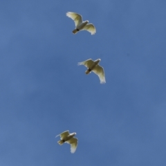 Cacatua sanguinea (Little Corella) at Wodonga, VIC - 11 Nov 2023 by KylieWaldon