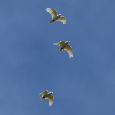 Cacatua sanguinea (Little Corella) at Wodonga - 12 Nov 2023 by KylieWaldon