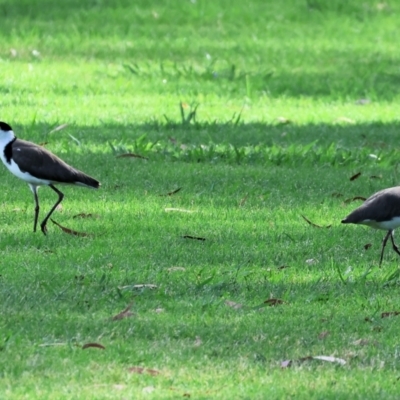 Vanellus miles (Masked Lapwing) at Wodonga - 11 Nov 2023 by KylieWaldon