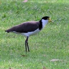 Vanellus miles at Wodonga - 12 Nov 2023 07:44 AM