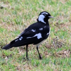 Grallina cyanoleuca (Magpie-lark) at Wodonga - 12 Nov 2023 by KylieWaldon