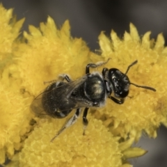 Lasioglossum (Chilalictus) sp. (genus & subgenus) (Halictid bee) at Blue Devil Grassland, Umbagong Park (BDG) - 10 Nov 2023 by kasiaaus