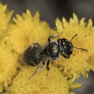 Lasioglossum (Chilalictus) sp. (genus & subgenus) at Latham, ACT - 10 Nov 2023