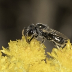 Lasioglossum (Chilalictus) sp. (genus & subgenus) at Latham, ACT - 10 Nov 2023