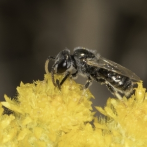 Lasioglossum (Chilalictus) sp. (genus & subgenus) at Latham, ACT - 10 Nov 2023