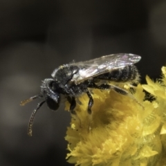 Lasioglossum (Chilalictus) sp. (genus & subgenus) at Latham, ACT - 10 Nov 2023 03:53 PM