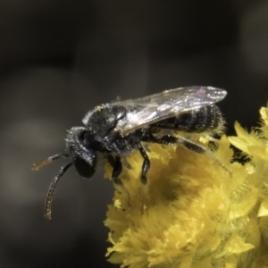 Lasioglossum (Chilalictus) sp. (genus & subgenus) at Latham, ACT - 10 Nov 2023