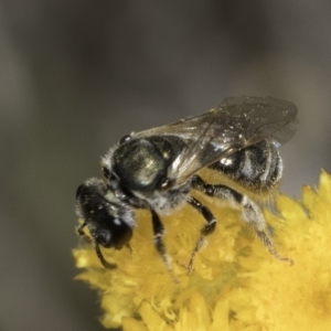 Lasioglossum (Chilalictus) sp. (genus & subgenus) at Latham, ACT - 10 Nov 2023 03:53 PM