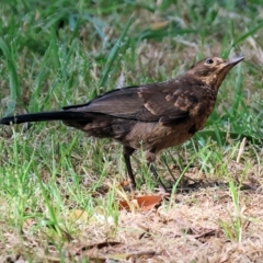 Turdus merula (Eurasian Blackbird) at Willow Park - 12 Nov 2023 by KylieWaldon