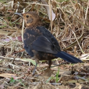 Turdus merula at Wodonga, VIC - 12 Nov 2023 07:55 AM