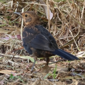 Turdus merula at Wodonga - 12 Nov 2023