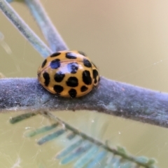Harmonia conformis (Common Spotted Ladybird) at Wodonga, VIC - 11 Nov 2023 by KylieWaldon