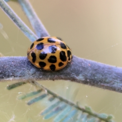 Harmonia conformis (Common Spotted Ladybird) at Wodonga, VIC - 11 Nov 2023 by KylieWaldon