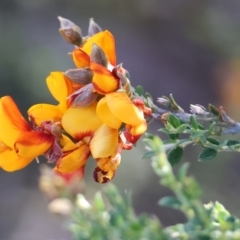 Mirbelia oxylobioides (Mountain Mirbelia) at Wodonga - 12 Nov 2023 by KylieWaldon