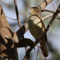 Acrocephalus australis (Australian Reed-Warbler) at Wodonga - 11 Nov 2023 by KylieWaldon