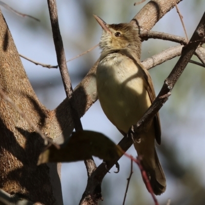 Acrocephalus australis (Australian Reed-Warbler) at Willow Park - 12 Nov 2023 by KylieWaldon