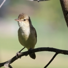 Acrocephalus australis at Willow Park - 12 Nov 2023