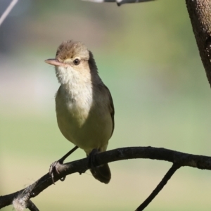 Acrocephalus australis at Willow Park - 12 Nov 2023 08:10 AM