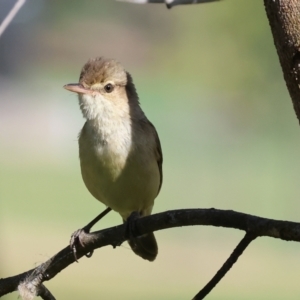 Acrocephalus australis at Willow Park - 12 Nov 2023
