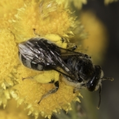 Lasioglossum (Chilalictus) sp. (genus & subgenus) (Halictid bee) at Blue Devil Grassland, Umbagong Park (BDG) - 10 Nov 2023 by kasiaaus