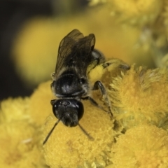 Lasioglossum (Chilalictus) sp. (genus & subgenus) at Latham, ACT - 10 Nov 2023