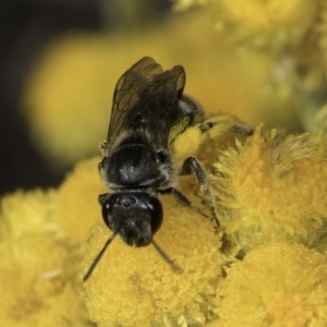 Lasioglossum (Chilalictus) sp. (genus & subgenus) at Latham, ACT - 10 Nov 2023 03:54 PM