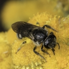 Lasioglossum (Chilalictus) sp. (genus & subgenus) at Blue Devil Grassland, Umbagong Park (BDG) - 10 Nov 2023