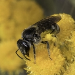 Lasioglossum (Chilalictus) sp. (genus & subgenus) at Latham, ACT - 10 Nov 2023 03:54 PM