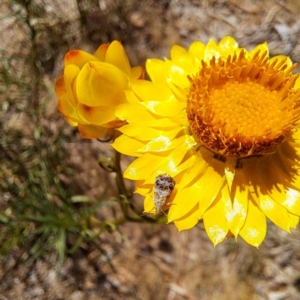 Tebenna micalis at Justice Robert Hope Reserve (JRH) - 10 Nov 2023