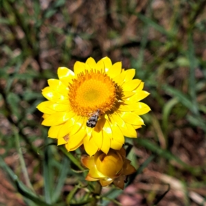 Tebenna micalis at Justice Robert Hope Reserve (JRH) - 10 Nov 2023