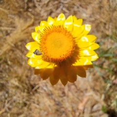 Tebenna micalis at Justice Robert Hope Reserve (JRH) - 10 Nov 2023