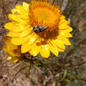 Tebenna micalis at Justice Robert Hope Reserve (JRH) - 10 Nov 2023