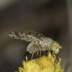 Austrotephritis poenia (Australian Fruit Fly) at Blue Devil Grassland, Umbagong Park (BDG) - 10 Nov 2023 by kasiaaus