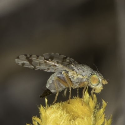 Austrotephritis poenia (Australian Fruit Fly) at Blue Devil Grassland, Umbagong Park (BDG) - 10 Nov 2023 by kasiaaus